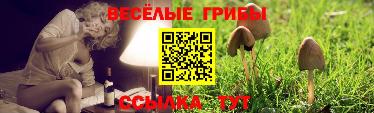 Псилоцибиновые грибы Psilocybe  Вход с VPN  Минусинск 